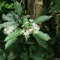 Ixora finlaysoniana Wall. ex G.Don